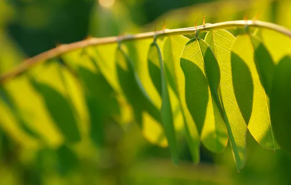 Picture summer, freshness, leaf, spring, leaves, leaf, sheets