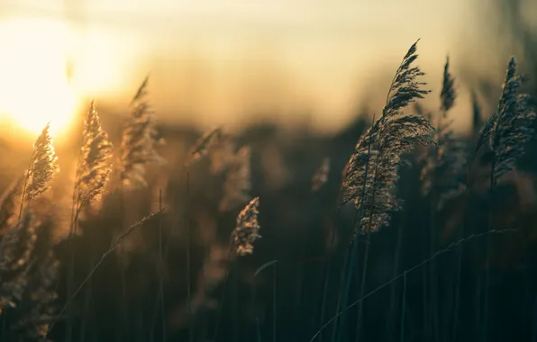 Grass, the sun, sunset