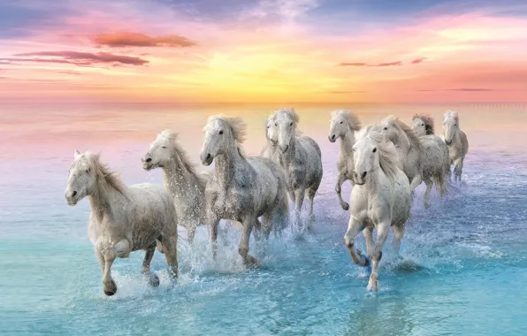 Sea, the sky, water, clouds, squirt, dawn, shore, horses