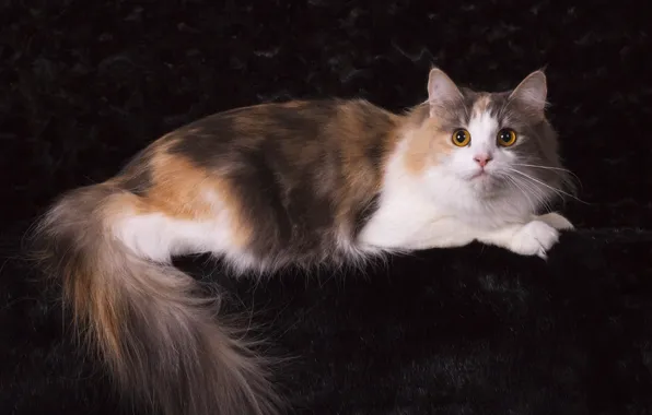 Cat, look, pose, the dark background, muzzle, lies, fur, Studio