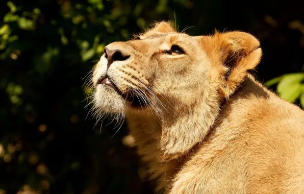 Face, predator, Leo, lioness, looking up