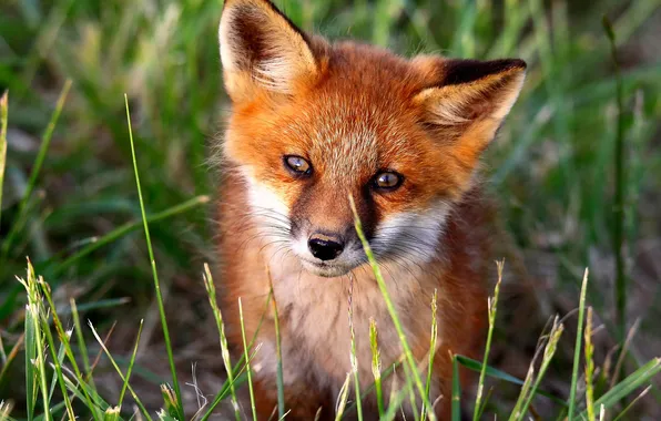 Grass, light, glade, baby, red, Fox, face, Fox