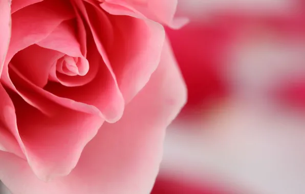 Picture flower, macro, pink, rose, color, petals