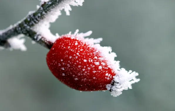Frost, macro, branch, berry