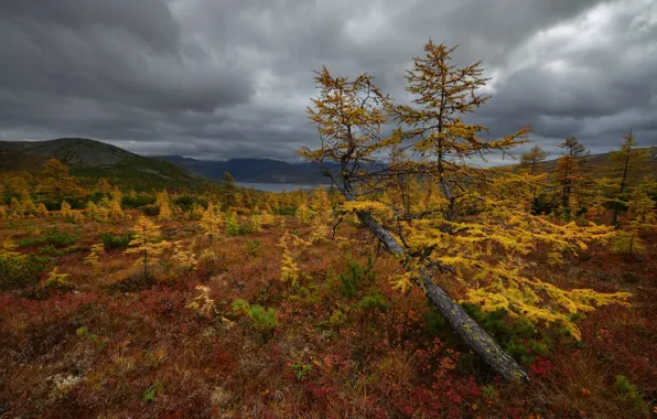Autumn, trees, mountains, hills, vegetation, pond, young, larch