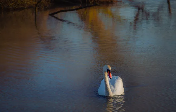 White, water, branches, reflection, bird, ruffle, Swan, pond