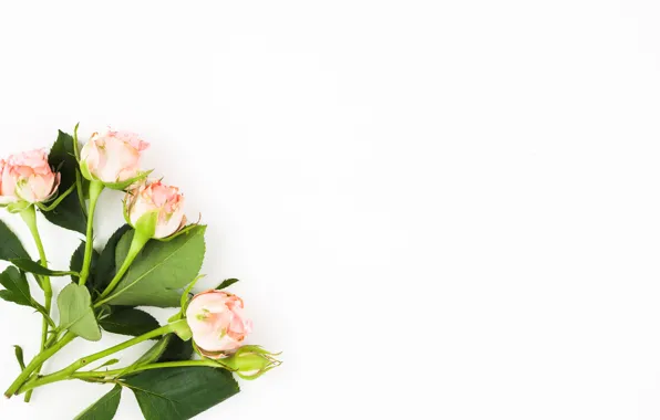 Picture white, background, roses, bouquet, buds