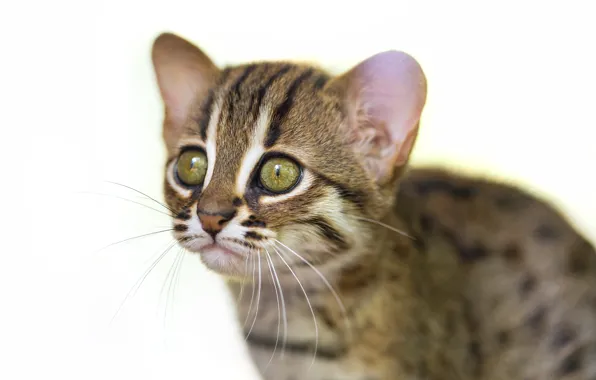 Picture cat, look, face, cub, kitty, ©Tambako The Jaguar, rusty the cat, rusty spotted cat