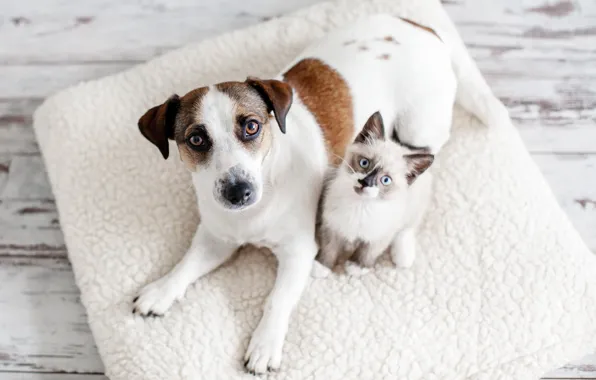 Cat, look, kitty, together, dog, floor, Mat, white