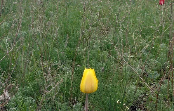 Field, flower, grass, the steppe, yellow, stems, Tulip, grass