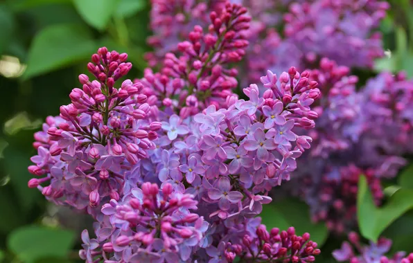 Wallpaper flowers, blooming lilacs, lilac, flowering, spring, branches, inflorescence