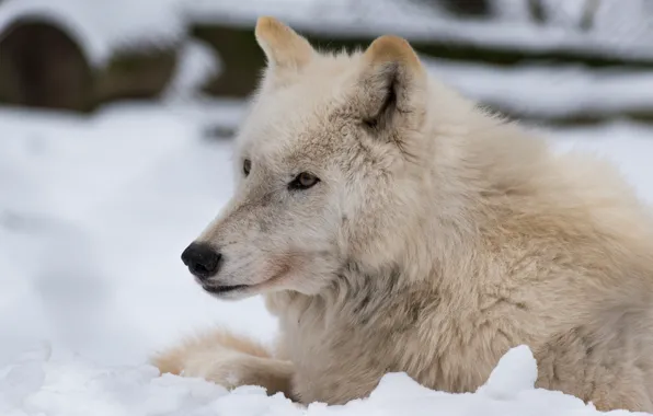 Winter, white, look, face, snow, nature, background, wolf