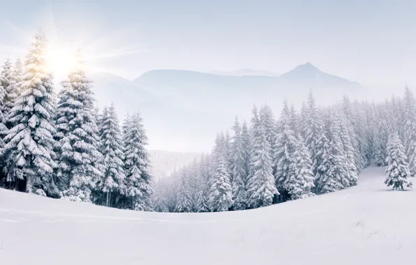 Picture winter, snow, tree, landscape, winter, snow