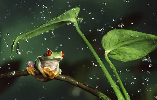 Picture animals, leaves, water, drops, squirt, nature, stems, frog