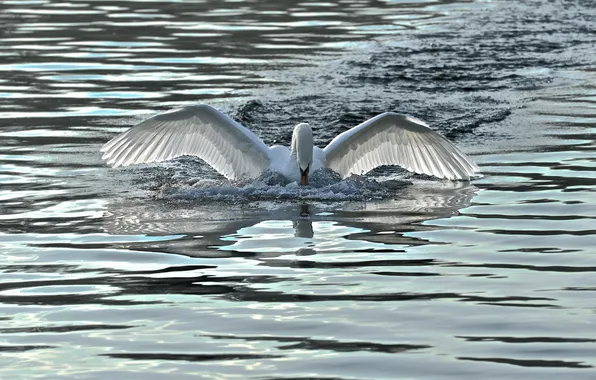 Picture water, nature, Swan