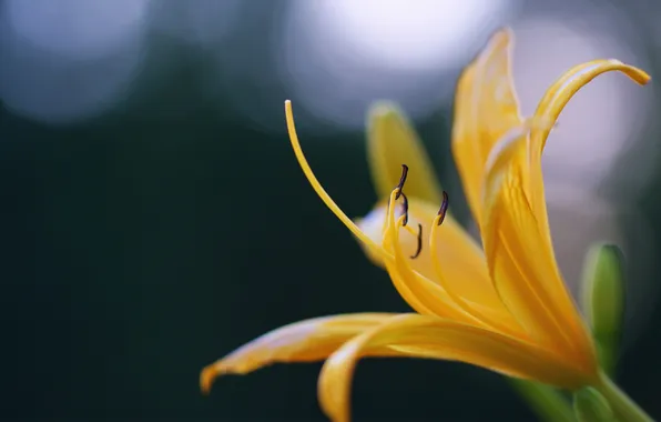 Flower, macro, Lily, petals, yellow