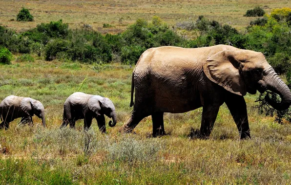 Picture grass, three, shrubs, mother, cubs, elephant