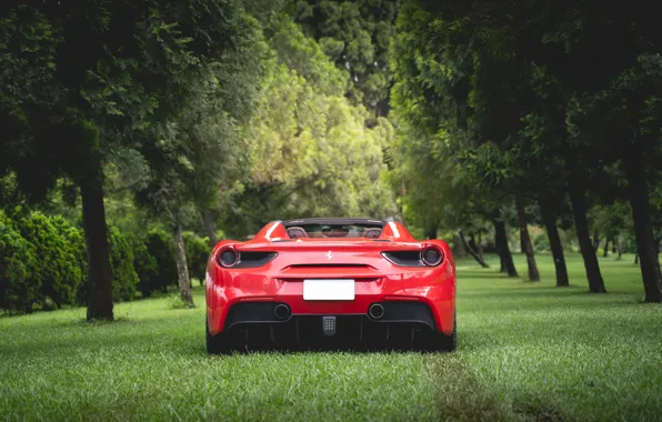 Picture grass, trees, red, sports car, rear view, Ferrari 488 Spider