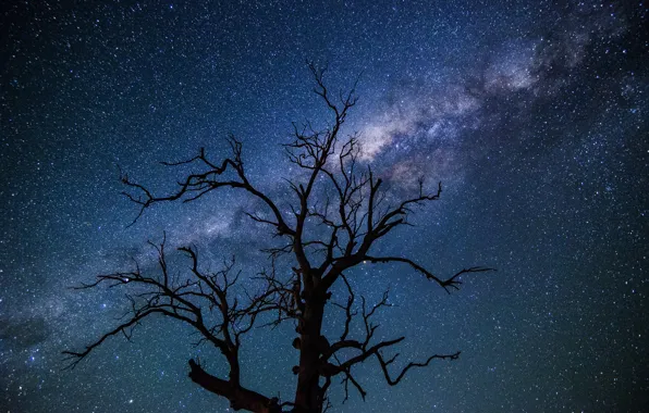 Picture space, stars, night, tree, the milky way
