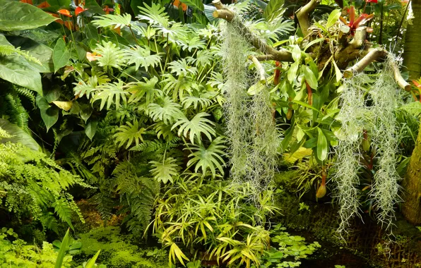 Leaves, sheet, widescreen, Wallpaper, Bush, plants, wallpaper, the bushes