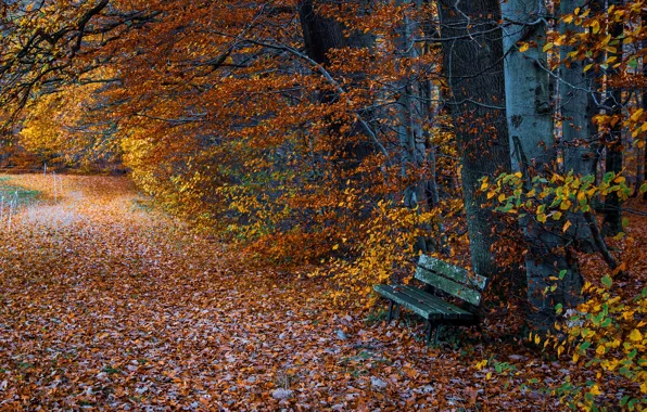 Picture autumn, forest, leaves, trees, bench, branches, nature, Park