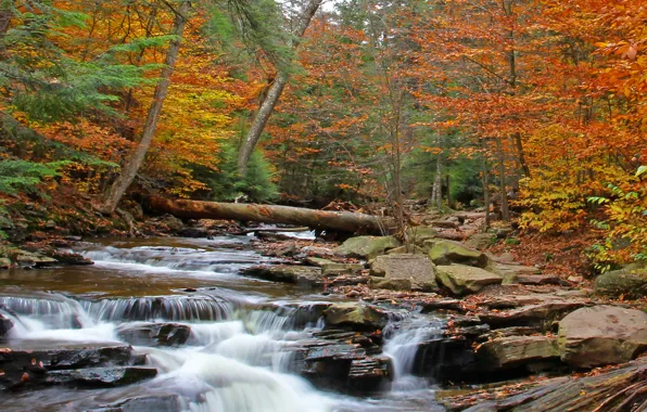 Picture autumn, forest, trees, river, stones