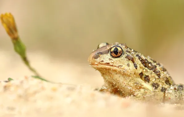 Sand, flower, look, background, frog, toad, grit