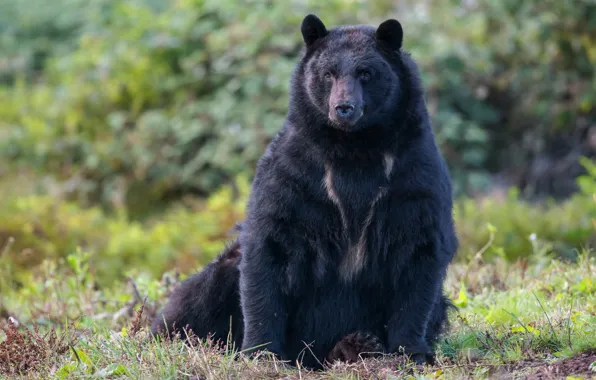 Look, nature, pose, black, bear, sitting, baribal