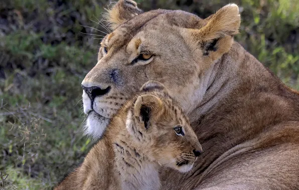 Look, face, nature, pose, portrait, lioness, cub, lion