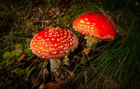 Grass, mushrooms, Amanita, a couple