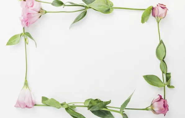 Flowers, pink, flowers, eustoma