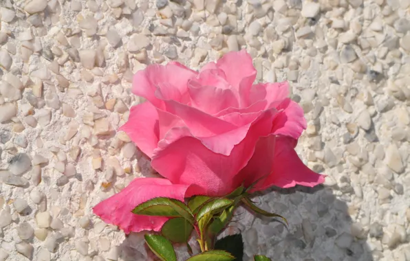 Picture Flower, Pink rose, Pink rose