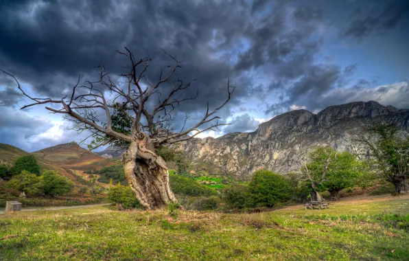 Picture field, landscape, tree