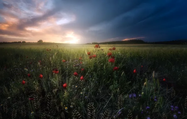 Picture field, sunset, Maki