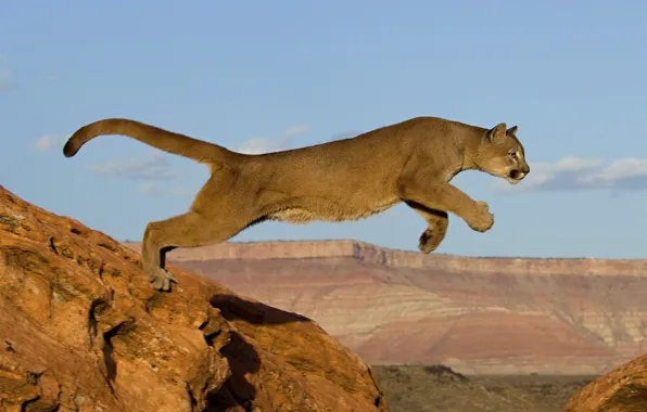 Picture cat, rocks, jump, predator, Africa, Puma