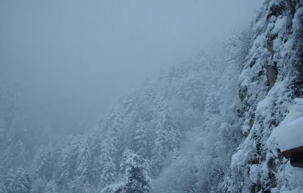 Picture winter, forest, snow, trees