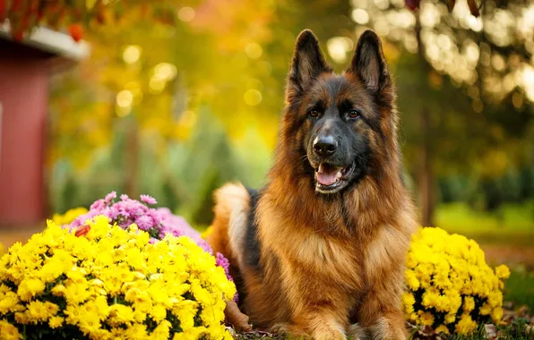 Flowers, dog, German shepherd