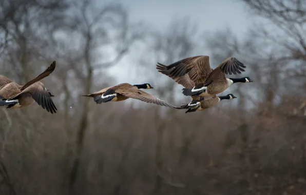 Autumn, trees, flight, birds, wings, pack, wild, geese