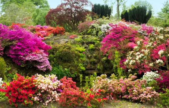 Picture trees, flowers, stones, moss, garden, UK, the bushes, Azalea