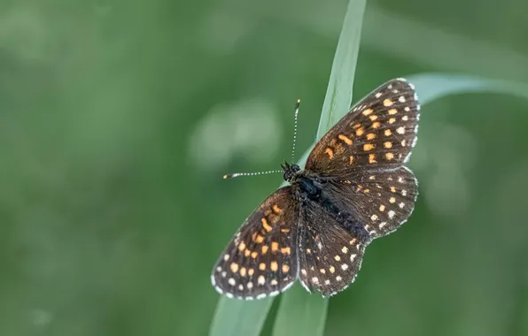 Grass, microsemi, wings, Butterfly, insect, beautiful, closeup