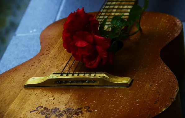Drops, guitar, roses
