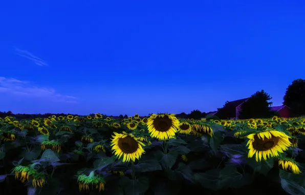Picture sunflowers, landscape, sunset