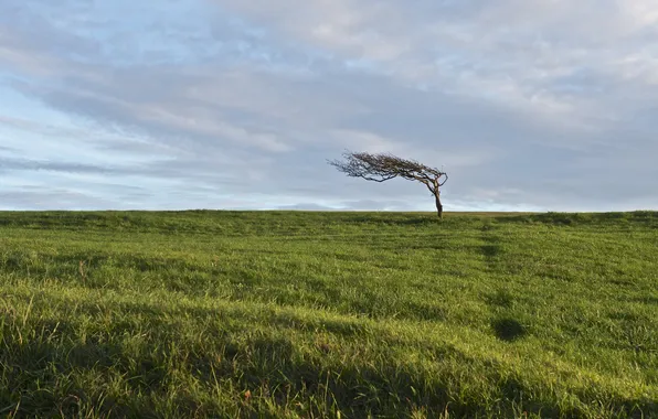 Field, the sky, landscape, tree