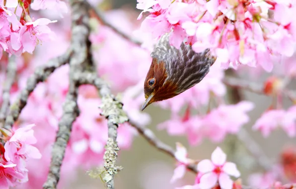 Tree, bird, spring, flowering