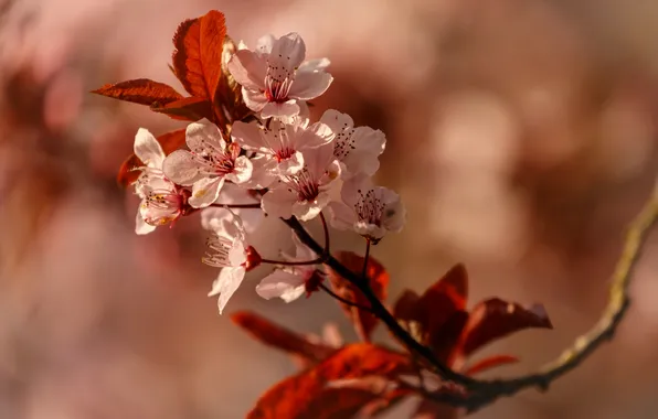 Picture flowers, tree, branch, spring, flowering
