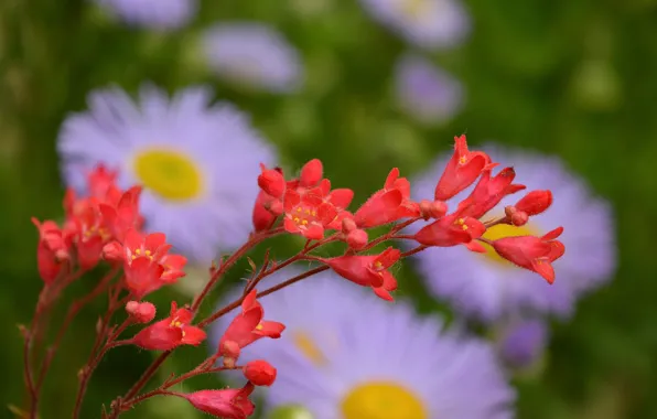 Flowers, spring, flowers, spring
