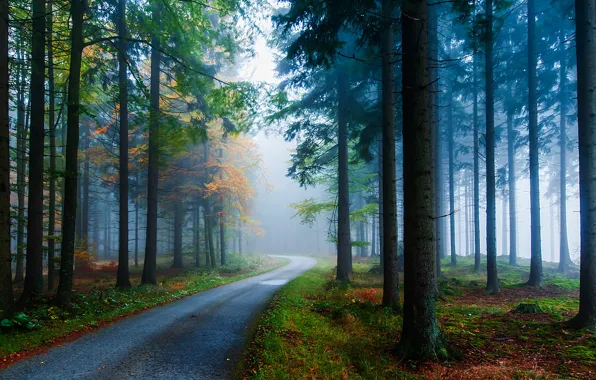 Road, autumn, trees, nature, fog, trunks, Forest, ate