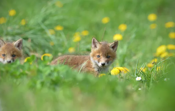 Summer, grass, flowers, glade, spring, yellow, Fox, Fox