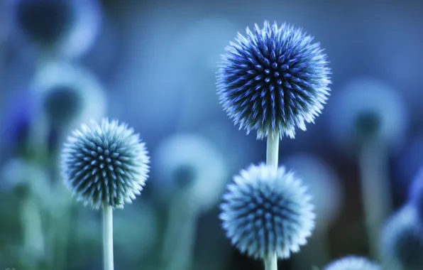 Picture flowers, mood, color, plants. blue, macro)