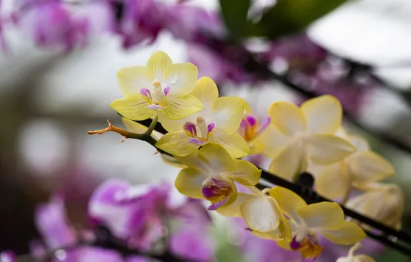 Picture branches, yellow, blur, pink, Orchid, bokeh